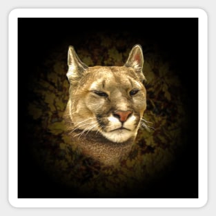 Mountain lion Sticker